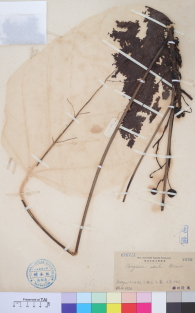 Specimen thumbnail